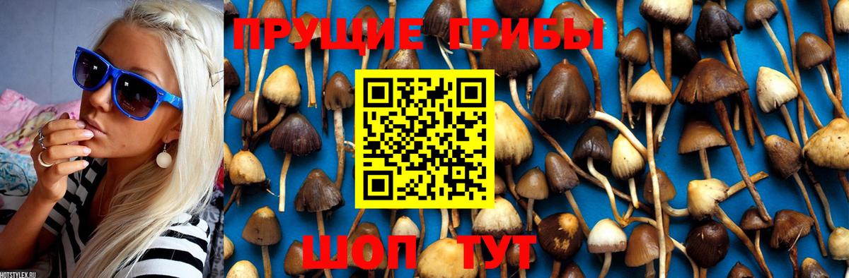 Галлюциногенные грибы Cubensis Вичуга